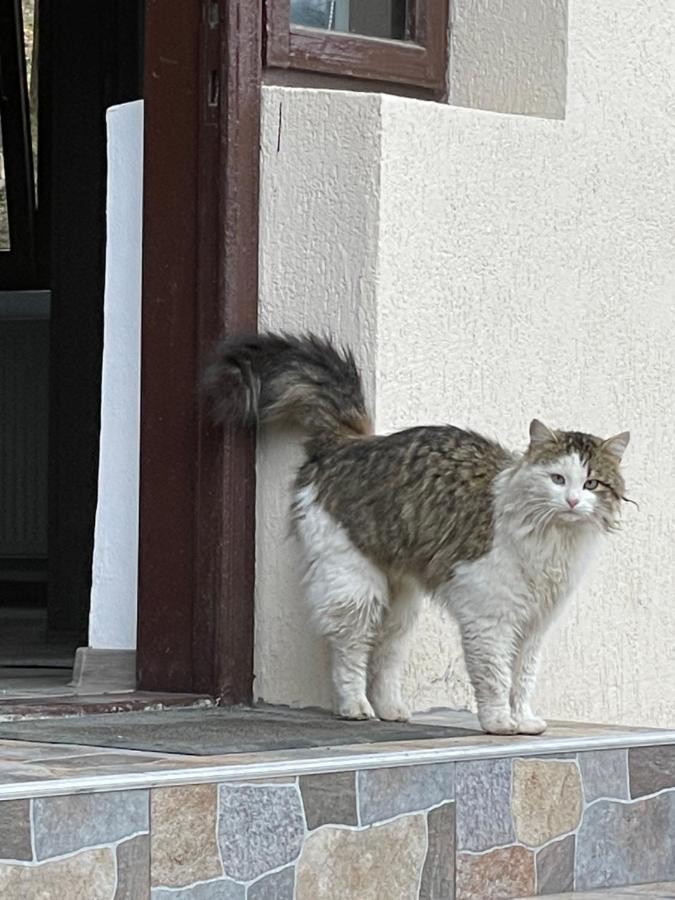 Villa Casa Lupilor Transfagarasan Căpăţîneni-Ungureni Esterno foto