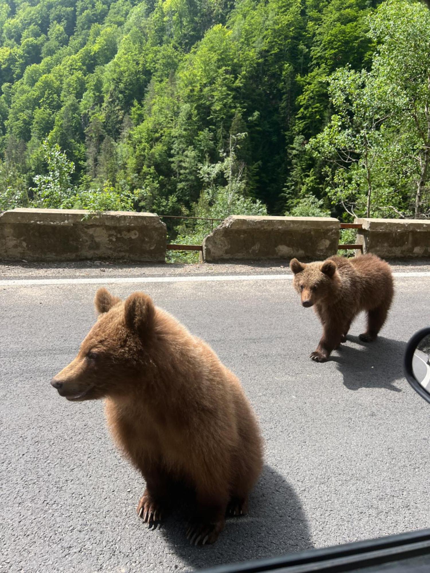 Villa Casa Lupilor Transfagarasan Căpăţîneni-Ungureni Esterno foto